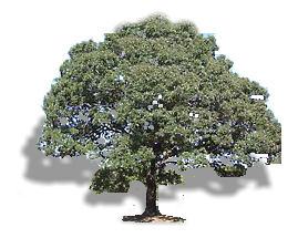 Oak Tree in Magnolia, Texas